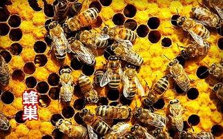 蜜蜂爆料成果怎么做的视频,轻松打造吸睛短视频 第2张 蜜蜂爆料成果怎么做的视频,轻松打造吸睛短视频 第2张